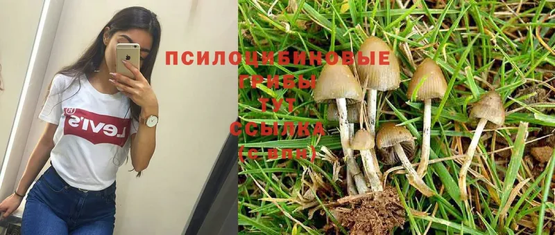 Псилоцибиновые грибы Psilocybe  где найти наркотики  Гдов 